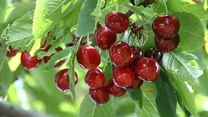 Când apar adevăratele cireșe de mai românești și la ce preț