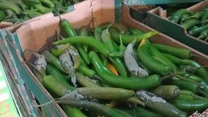 Controale ANPC la peste 1.500 de operatori economici în perioada 8-12 iunie. Instituția a dat 1.061 de amenzi și 733 de avertismente