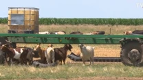 Focar de variola oilor la o fermă din comuna Padina, județul Buzău. Peste 1.800 de animale vor fi sacrificate (VIDEO)