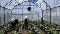 FOTO. Ferma din curtea școlii: de la sapă la senzori și dronă. Povestea liceului agricol din Brăila care a pariat pe tehnologie și atrage sute de elevi care vor să învețe agricultura viitorului