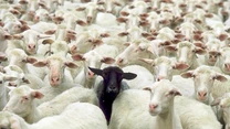 Interdicţia la exportul de ovine şi caprine din România către ţările terţe a fost extinsă de Comisia Europeană până la 31 decembrie 2026