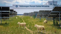 (FOTO) Model de agrivoltaică în Polonia. 100 de oi înlocuiesc mașinile de tuns iarba la parcul fotovoltaic aflat în incinta fabricii Volkswagen din Poznań