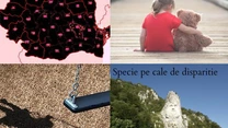 Care va fi populaţia României în 2080 – Câţi români vor mai fi în ţara noastră după 54 de ani (proiecţie INS)