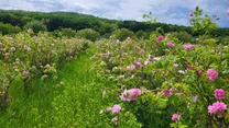 AFIR pregătește acordarea de fonduri nerambursabile de până la 100.000 de euro pentru investiții în floricultură, plante medicinale şi aromatice