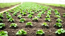 DN Agrar, cel mai mare producător de lapte din Europa, cumpără o seră de salată și busuioc din județul Arad