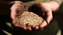 Amenzi uriașe de la Consiliul Concurenței: 21 de companii din agricultură, sancționate cu peste 83 de milioane de lei pentru înțelegeri la prețul semințelor