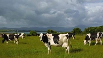 Irlanda, țara cu mai multe bovine decât locuitori, a exportat acum doi ani carne de vită în valoare de 3,1 miliarde de euro