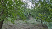 FOTO Parc cerut de bucureșteni de 11 ani, gata să devină realitate. Se caută soluții de amenajare