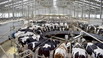 Compania Agroserv Măriuța, deținătoare brandului Lăptăria cu Caimac, a atras o a treia finanțare nerambursabilă pentru construirea de capacități energetice regenerabile