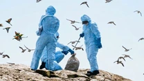Gripă aviară confirmată la păsări sălbatice în județul Brăila