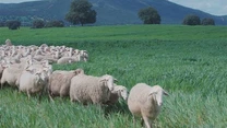 ”Adoptă o oaie” și primești brânză acasă în fiecare lună. Platforma Hambar aduce produsele de la micii producători direct acasă și pregătește adopția de animale, stupi și pomi fructiferi