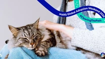 Tehnologia în ajutorul animalelor. A fost lansată o platformă dedicată adopției animalelor de companie,