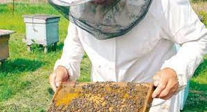 Investiții de 109 milioane de euro în apicultură. Aproximativ 5.500 de apicultori și-au dezvoltat afacerile cu bani europeni
