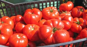 Fermierii cer prelungirea perioadei de recoltare pentru Programul Tomata 2022