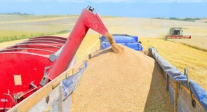 România trece pe roșu la producția de grâu. După trei revizuiri în minus, se estimează o scădere de 20% față de anul trecut