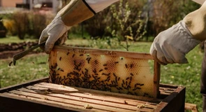 Limitări la importurile de miere. ANPC și MADR vor să elimine din concurența „neloială”
