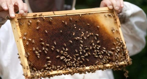 Războaiele amenință supraviețuirea albinelor, ca si utilizarea anumitor pesticide, situație în care e și România implicată