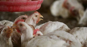 Producția de carne a României a crescut la toate speciile în iunie 2025
