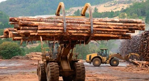 Curăţenie la Romsilva – 90% dintre actualii directori din direcțiile silvice își vor pierde posturile. Costau statul 19 milioane de lei