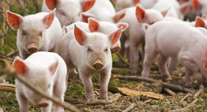 Comtim: Există un apetit semnificativ din partea investitorilor străini de a produce carne de porc aici. Există totuși un risc major