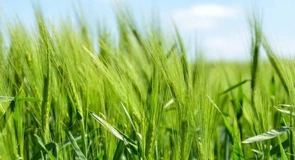 Record la două culturi de bază. Ce producții de cereale și oleaginoase ar putea obține fermierii anul acesta