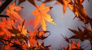 Vreme neașteptat de rece în weekendul turului II al alegerilor prezidențiale
