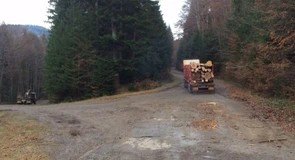 Fondul forestier a crescut cu 1.263 de hectare, la 6,61 milioane de hectare – INS
