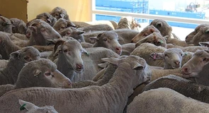 Efectivele de porcine și de ovine şi caprine din România au crescut în 2024, iar cele de bovine și păsări au scăzut