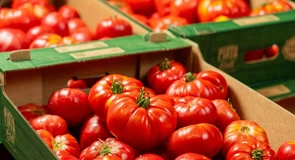 Doar roșii românești în cel mai mare lanț de magazine alimentare din România. Cum a reușit Lidl să nu mai importe