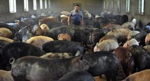 APIA a început eliberarea adeverințelor pentru beneficiarii intervenției privind bunăstarea porcinelor și păsărilor care vor să acceseze credite