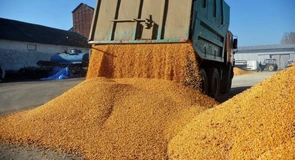 Cum a evoluat Grânarul Europei în 2025 – Câte cereale şi produse pe bază de cereale a exportat România în primele patru luni din acest an (date oficiale INS)