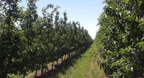 Ministerul Agriculturii a acordat ajutoare de stat pentru 1.868 de pomicultori păgubiți de înghețul târziu de primăvară