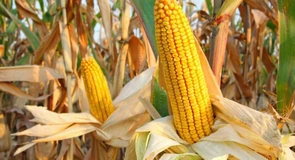 Ce șanse are România să își mențină poziția de lider între exportatorii europeni de porumb. Răspunsul vine din Orientul Mijlociu și Africa de Nord