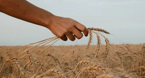 Cum influențează vremea culturile agricole din acest an în principalele regiuni din țară