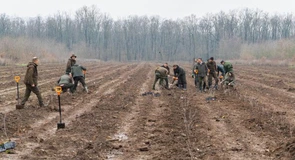 Romsilva va planta 2,8 milioane de puieți forestieri în campania de împăduriri de toamnă