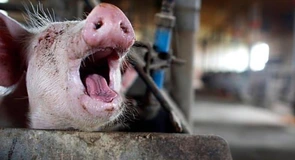 Porcul e de vină pentru cele mai mari pierderi în balanţa comercială a României. Deficit anual de peste 1,2 miliarde de euro, anunţă MADR