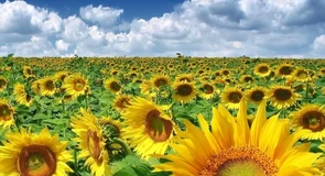 Lider între producătorii europeni de oleaginoase. Cum arată prima prognoză din acest an  la floarea-soarelui, rapiță și soia