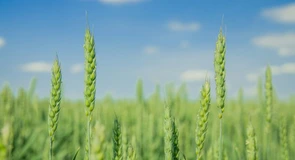 Comisia Europeană a revizuit în sus estimările privind producțiile agricole însă randamentele rămân mult sub cele din 2025