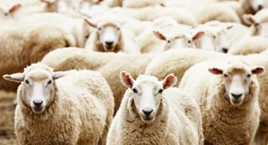 Transport ilegal de miei în plină alertă epidemiologică, când România negociază reluarea exporturilor. 41 de animale ce trebuiau ucise sunt de negăsit