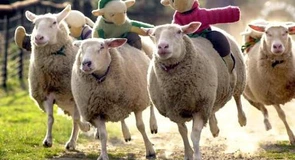 România a pierdut până la 40% din efectivele de animale în ultimii zece ani. Date ANSVSA