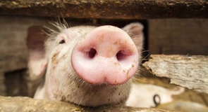 Porcul românesc e la terapie intensivă – Sectorul e în colaps şi are nevoie urgentă de măsuri concrete. Ce spun producătorii
