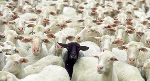 Variola ovină și caprină ajunge și în Galați. Sunt afectate peste 860 de animale