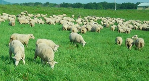 România are cel mai bogat pământ din Europa. Pajiștile sunt o avere naţională – Preşedintele Academiei de Ştiinţe Agricole şi Silvice