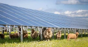 Un uriaș parc agrivoltaic din vestul țării intră la avizare la ANRE. Peste 400 MW, proiect al unui cunoscut investitor român