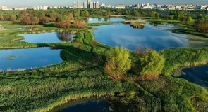 Centura Verde a Bucureștiului. Cum vrea Primăria Capitalei să reducă poluarea