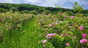 AFIR pregătește acordarea de fonduri nerambursabile de până la 100.000 de euro pentru investiții în floricultură, plante medicinale şi aromatice