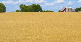 Africa de Nord se îndreaptă către Marea Neagră pentru importurile de grâu. Ce a câștigat România