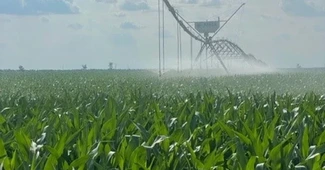 Strategie câștigătoare pe timp de criză. Danezii de la FirstFarms au vândut de abia acum producția anului trecut, pentru 1,8 milioane de euro. „Prețurile rămân stabile”