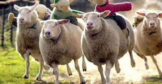 România a pierdut până la 40% din efectivele de animale în ultimii zece ani. Date ANSVSA