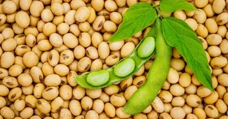 Fermierii români se întorc la soia. Producția ar putea crește cu peste 60%